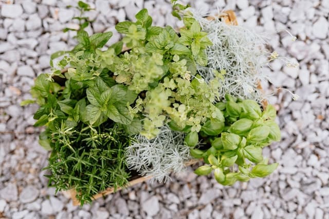 A foto é usada para ilustrar o artigo Plantas Sagradas ou Ervas de Poder do site Ori Mystyco.